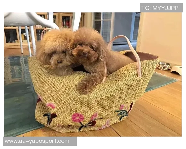 张伯霖分享摇篮舞庆祝喜讯家中爱犬迎来两只可爱小狗出生